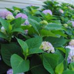 5 tips for Growing Gorgeous Big Bloom Hydrangeas