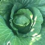 Cabbage: Carb Free and Packed with Nutrition
